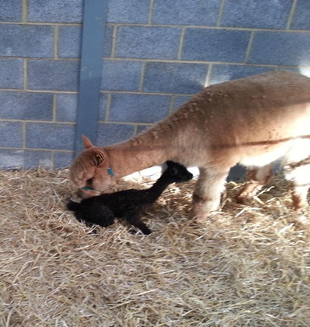 1st Cria of 2015! A gorgeous dark brown girl