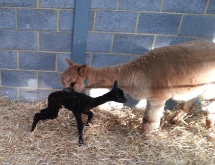 1st cria of 2015 a gorgeous Wyterric Slyvester black girl