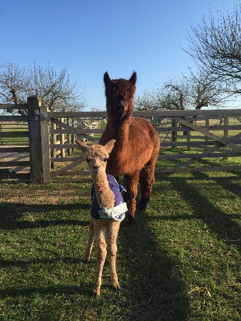 A beautiful fawn Houghton Neptune girl!