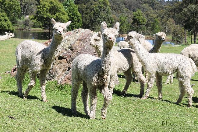 Cria and rock