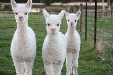 These guys are just too curious!