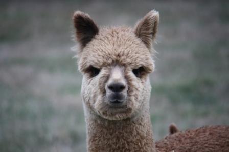 Ashbourne Scarlett O'Hara as a cria