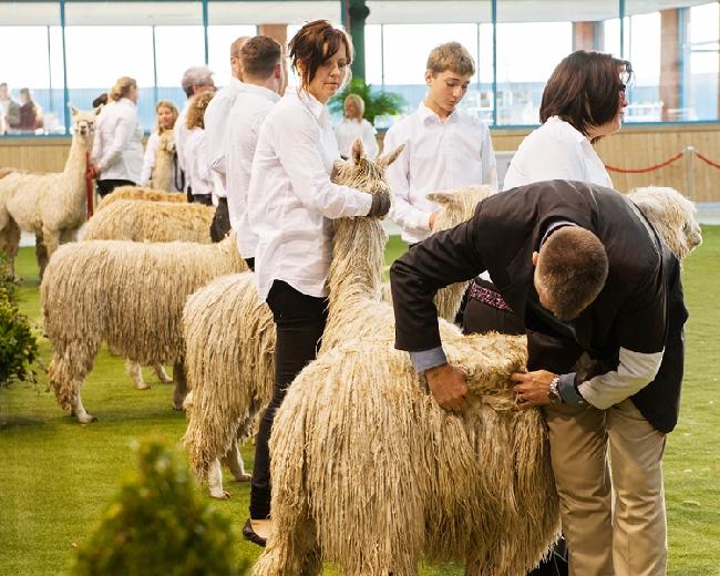 Houghton Hall Alpacas Photo Gallery