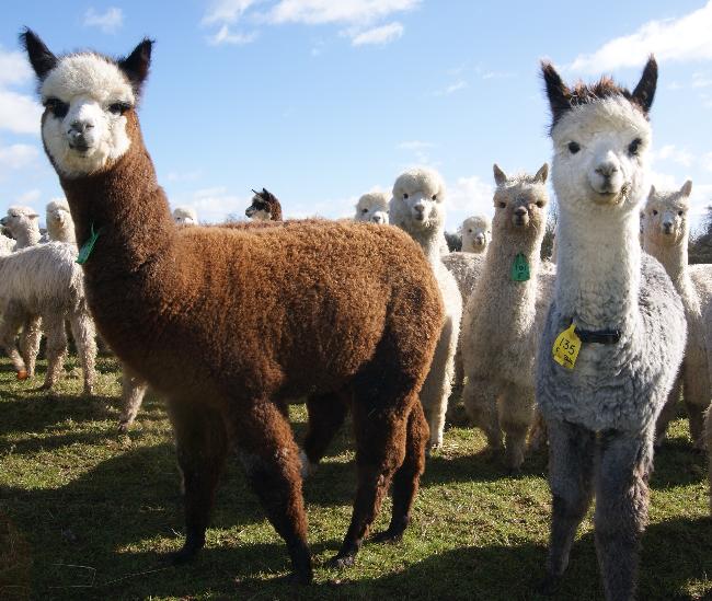 Houghton Hall Alpacas Photo Gallery