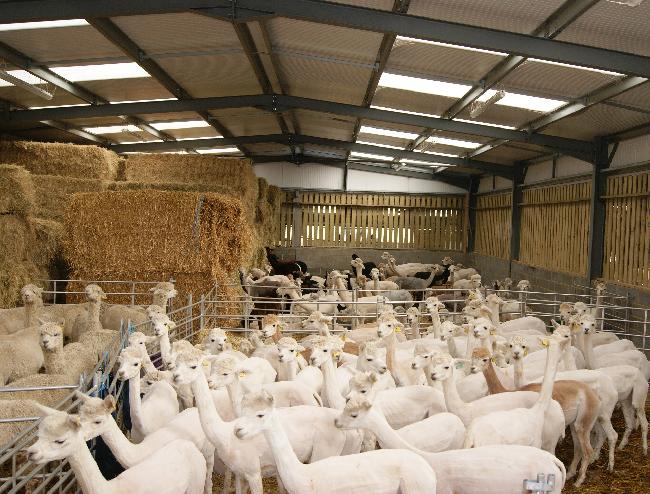 Herd Shearing 2015