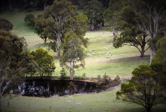 Alpacas around the dam