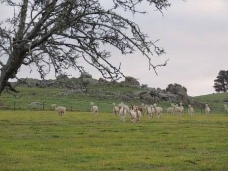 Alpacas at Elphinstone