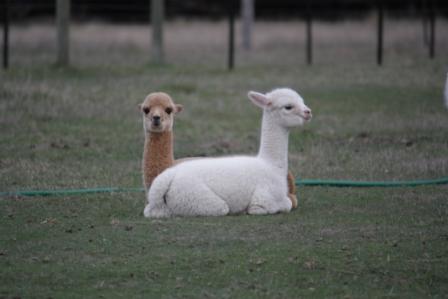 Doing their best impression of a push-me pull-you!