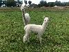 Bearhouse Roxy and her new cria, Bearhouse Melody