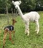 Bearhouse Monsoon and her new cria, Amber