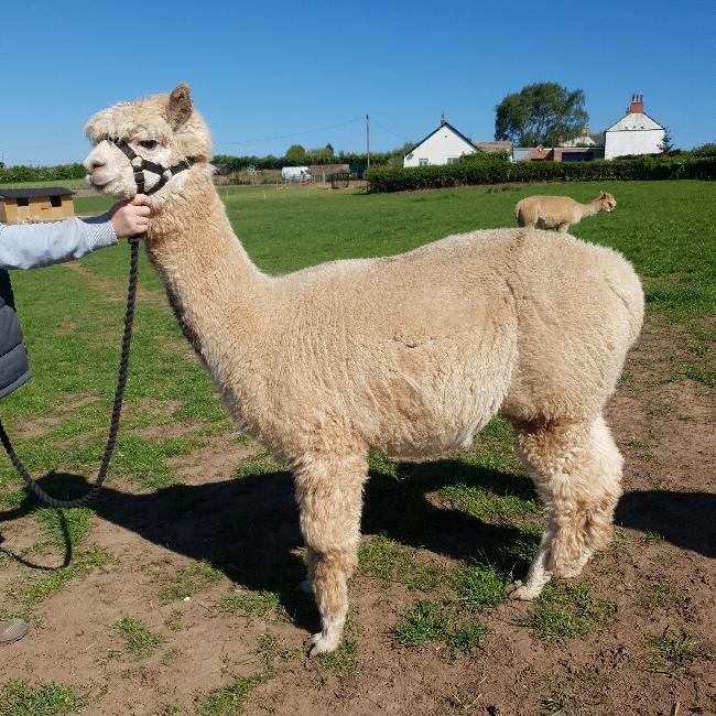 AlpacaSeller Alpacas For Sale Alpaca Breeders
