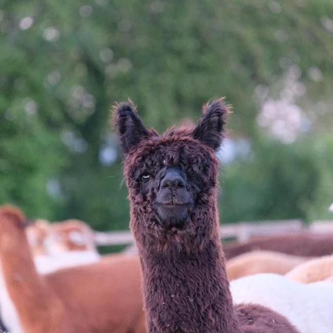 Drachtige merrie alpaca AOL Geisha