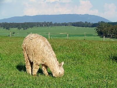 Farm photo for Tahara Suri Alpacas