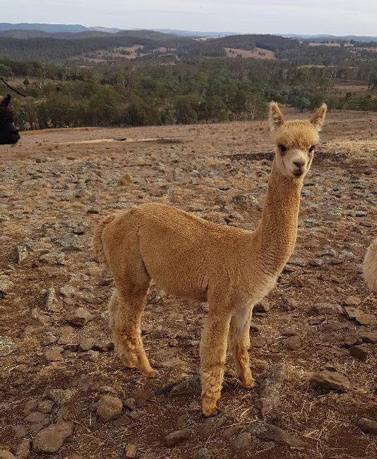 Farm photo for Golden Range Alpacas