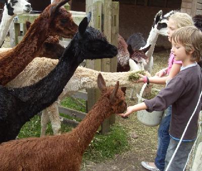 Farm photo for Faraway Alpacas