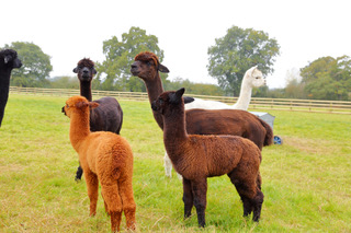 Farm photo for Mulberry Alpacas