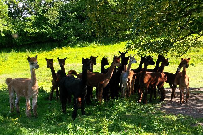 Farm photo for Patou Alpacas