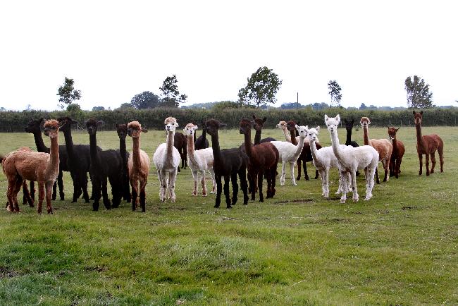 Farm photo for JandJ Alpacas