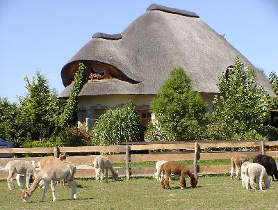 Hof Foto von Alpacas of Density