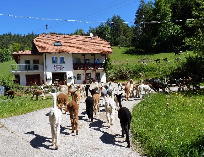 Hof Foto von ALPACA-VILLAGE