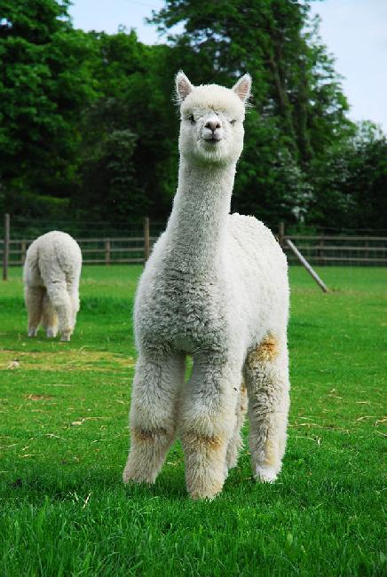 Farm photo for HERTS ALPACAS