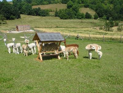 Hof Foto von Taubertal-Alpakas