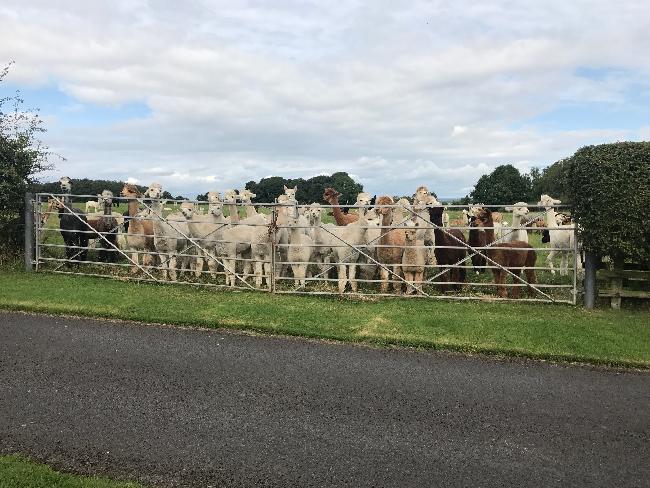 Farm photo for Barnacre Alpacas