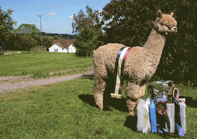 Farm photo for Classical/MileEnd Alpacas