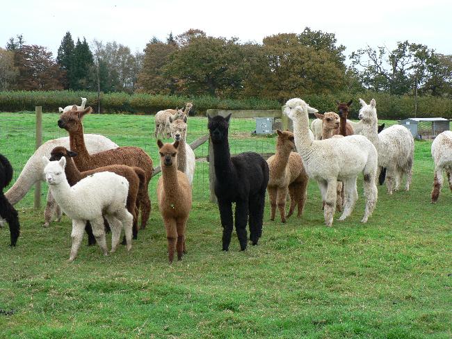 Farm photo for ALPACAS AT WEALDEN