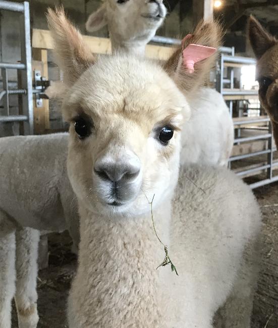 Farm photo for Beck Brow Alpacas of Cumbria