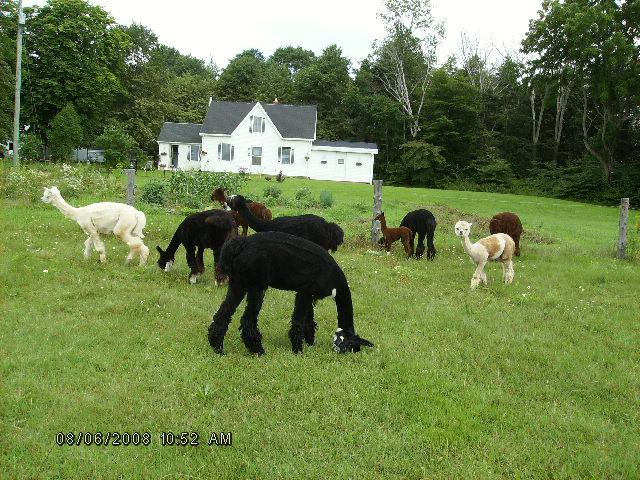 Farm photo for Shears Alpaca Farm