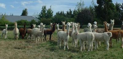 Farm photo for Southern Alpacas Stud