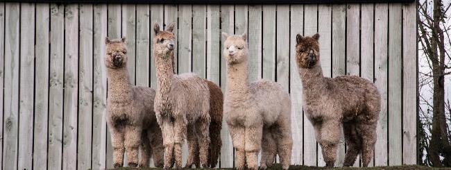 Farm photo for Popham Alpacas