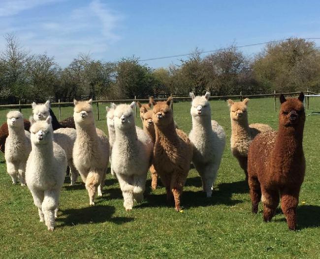 Farm photo for Lane House Alpacas