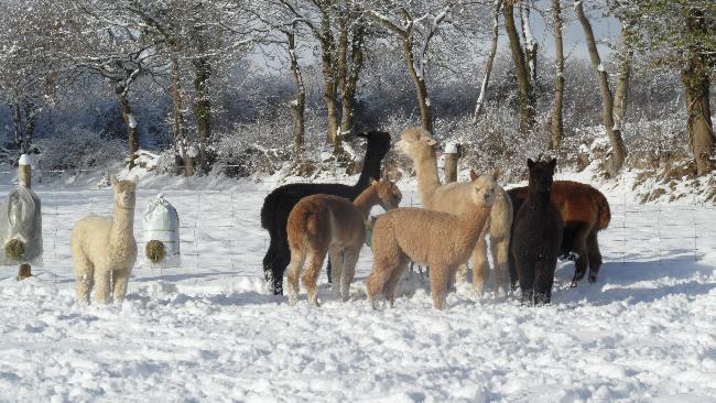 Farm photo for Andaw Alpacas