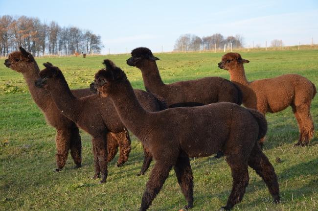 Hof Foto von MIRIQUIDI-fine black alpacas