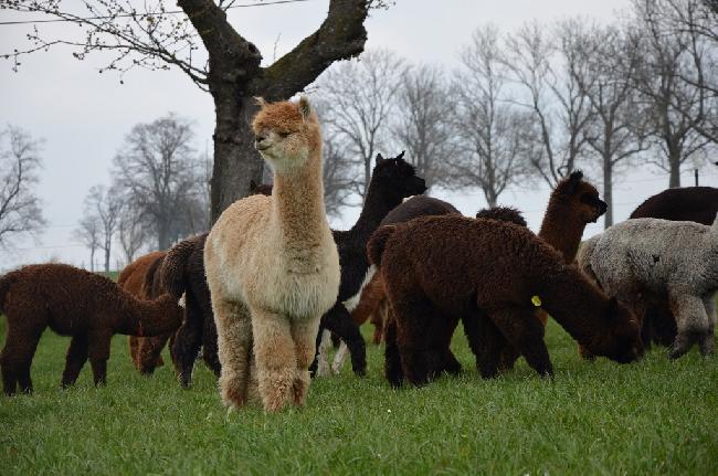 Hof Foto von MIRIQUIDI-fine black alpacas