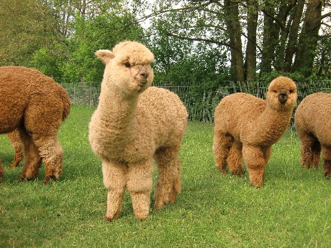 Hof Foto von DREAMWORLD ALPACAS