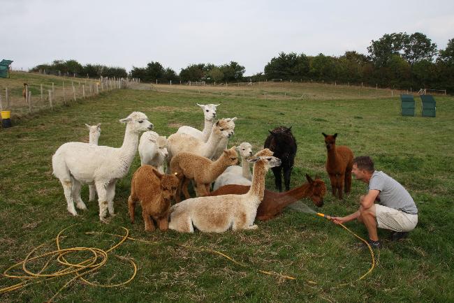 Farm photo for Apple Vale Alpacas