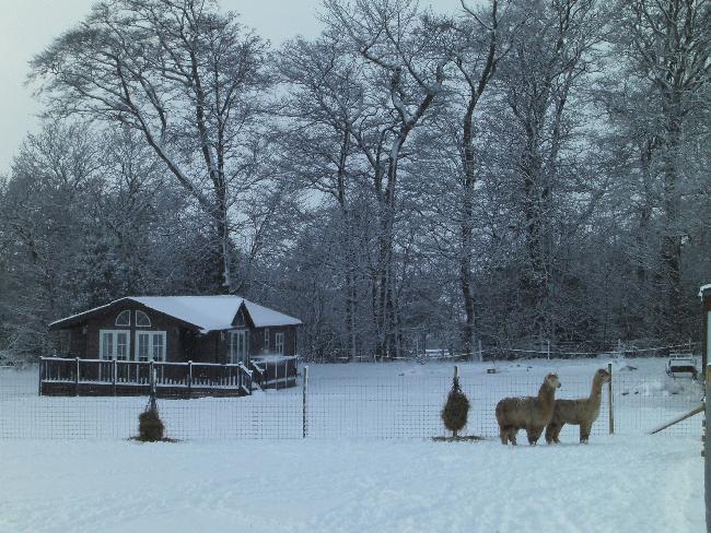 Farm photo for Beacon Alpacas