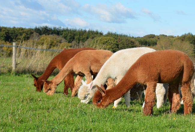 Farm photo for The Alpaca Farm, Shrophire