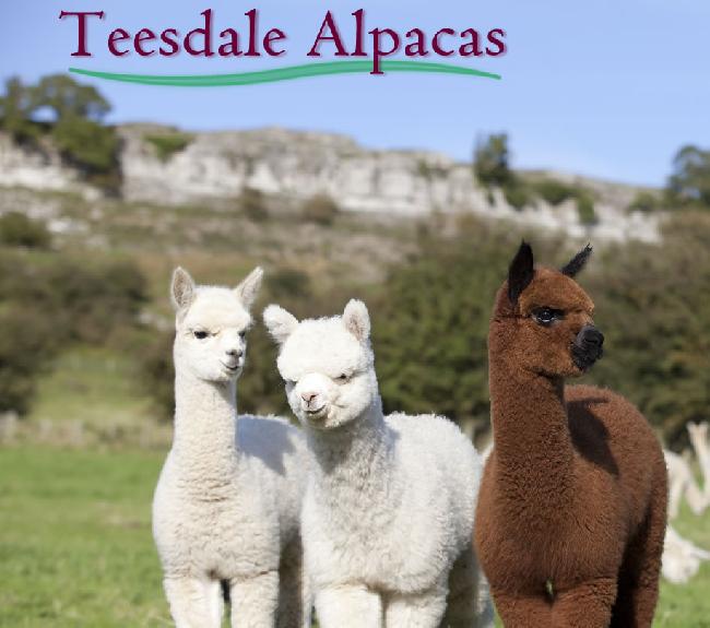 Farm photo for Teesdale Alpacas