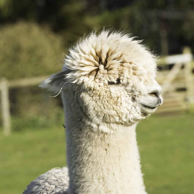 Farm photo for Burnt Fen Alpacas