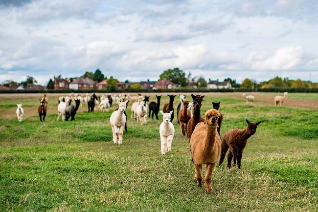 Farm photo for Charnwood Forest Alpacas