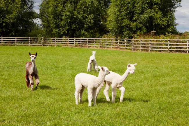 Farm photo for CS ALPACAS