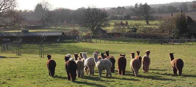 Farm photo for Artwork Alpacas