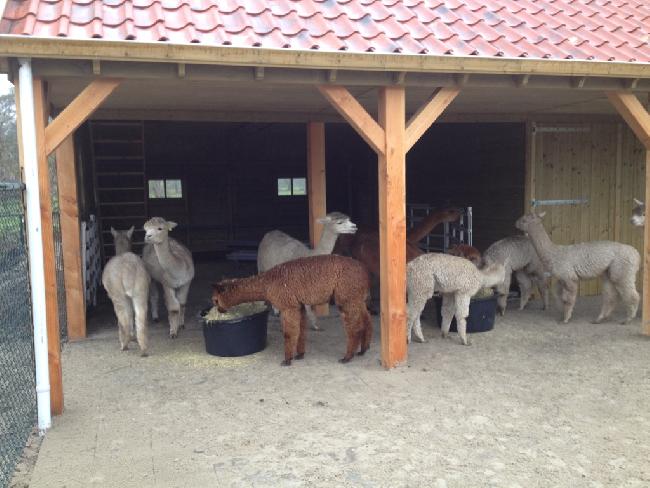 Foto boerderij voor Alpacamundo