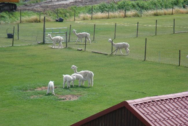 Foto boerderij voor Farm Alpaca Ligthart