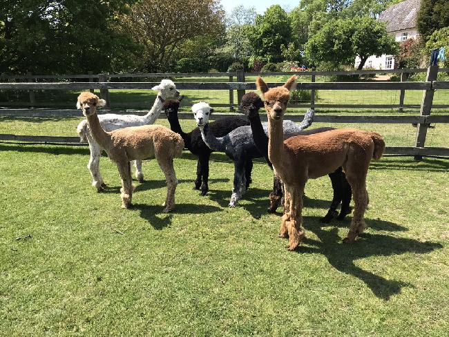 Farm photo for Moat Alpacas