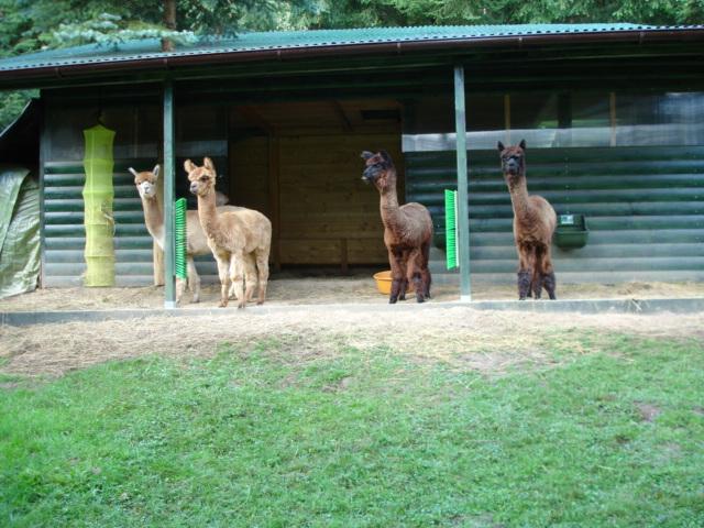 Hof Foto von Alpaka-Ranch-Marschel